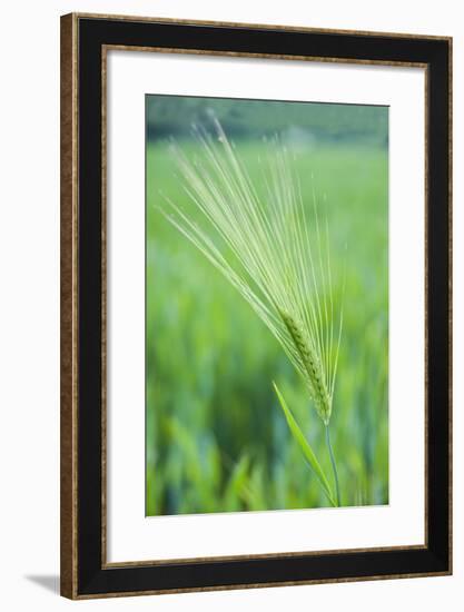 Field Crop Grass Detail-Veneratio-Framed Photographic Print