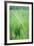 Field Crop Grass Detail-Veneratio-Framed Photographic Print