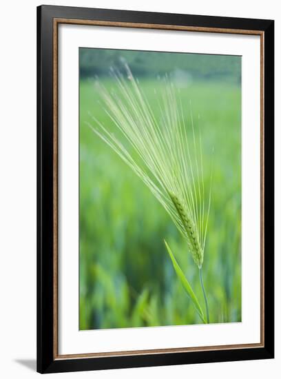 Field Crop Grass Detail-Veneratio-Framed Photographic Print