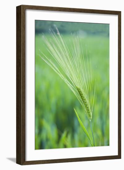 Field Crop Grass Detail-Veneratio-Framed Photographic Print