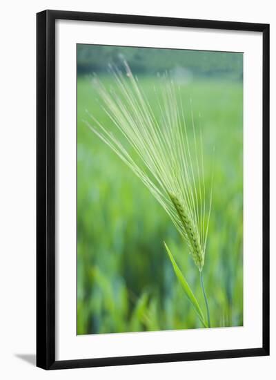 Field Crop Grass Detail-Veneratio-Framed Photographic Print