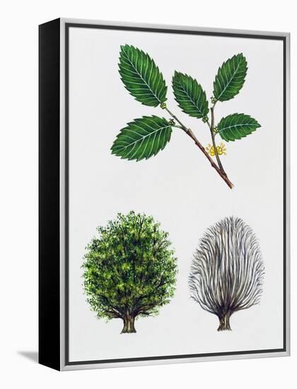 Field Elm (Ulmus Carpinifolia), Ulmaceae, Tree with and Without Foliage, Leaves and Flowers-null-Framed Premier Image Canvas