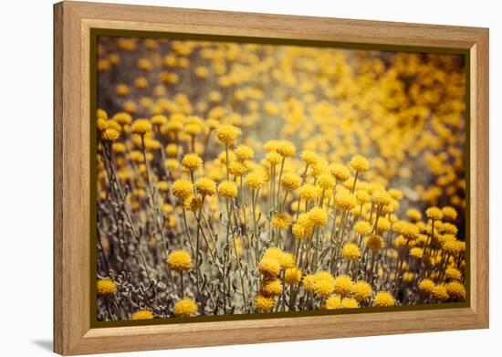 Field Flowers/Buttercup-Curioso Travel Photography-Framed Premier Image Canvas