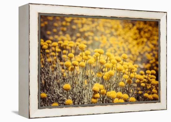 Field Flowers/Buttercup-Curioso Travel Photography-Framed Premier Image Canvas