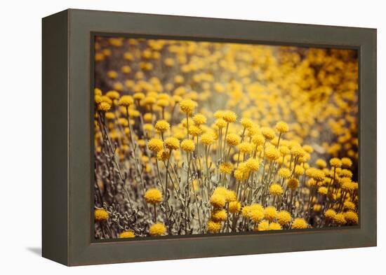 Field Flowers/Buttercup-Curioso Travel Photography-Framed Premier Image Canvas