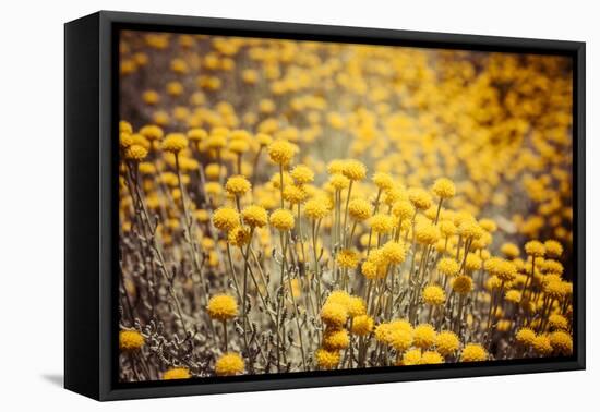 Field Flowers/Buttercup-Curioso Travel Photography-Framed Premier Image Canvas