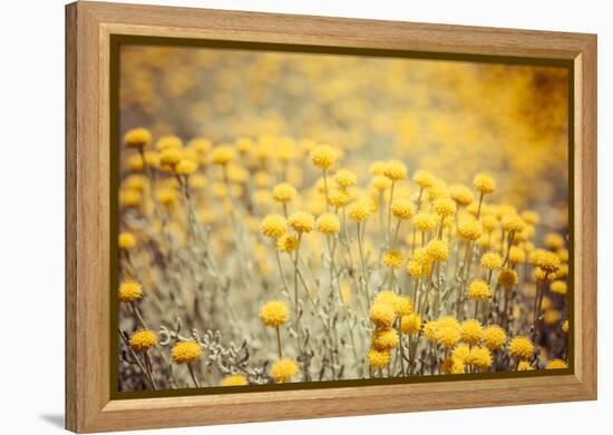 Field Flowers/Buttercup-Curioso Travel Photography-Framed Premier Image Canvas