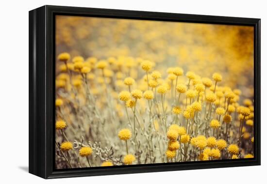 Field Flowers/Buttercup-Curioso Travel Photography-Framed Premier Image Canvas