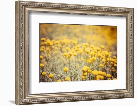 Field Flowers/Buttercup-Curioso Travel Photography-Framed Photographic Print