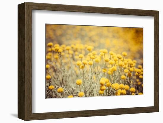 Field Flowers/Buttercup-Curioso Travel Photography-Framed Photographic Print