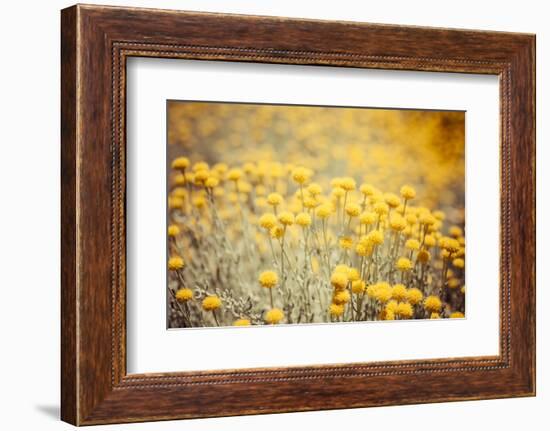 Field Flowers/Buttercup-Curioso Travel Photography-Framed Photographic Print