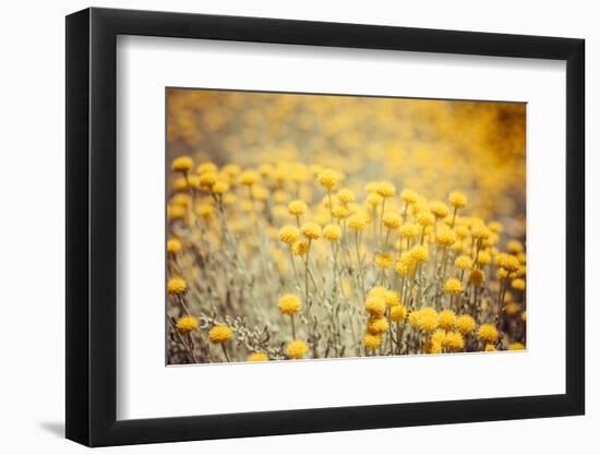 Field Flowers/Buttercup-Curioso Travel Photography-Framed Photographic Print