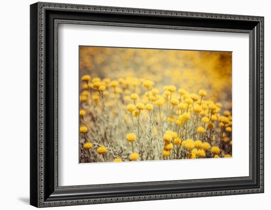 Field Flowers/Buttercup-Curioso Travel Photography-Framed Photographic Print