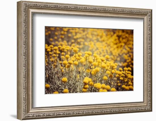 Field Flowers/Buttercup-Curioso Travel Photography-Framed Photographic Print