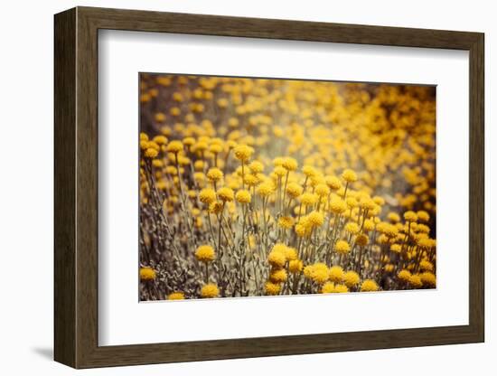 Field Flowers/Buttercup-Curioso Travel Photography-Framed Photographic Print