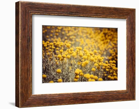 Field Flowers/Buttercup-Curioso Travel Photography-Framed Photographic Print