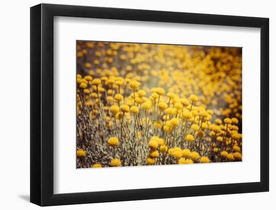 Field Flowers/Buttercup-Curioso Travel Photography-Framed Photographic Print