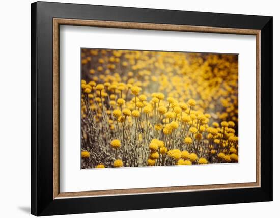 Field Flowers/Buttercup-Curioso Travel Photography-Framed Photographic Print