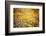 Field Flowers/Buttercup-Curioso Travel Photography-Framed Photographic Print