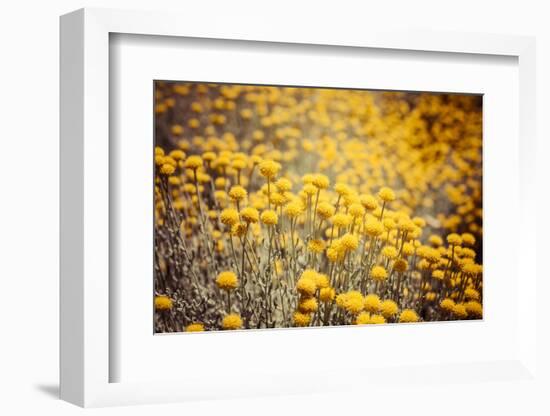 Field Flowers/Buttercup-Curioso Travel Photography-Framed Photographic Print