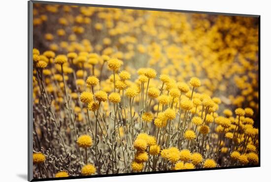 Field Flowers/Buttercup-Curioso Travel Photography-Mounted Photographic Print