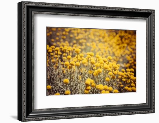 Field Flowers/Buttercup-Curioso Travel Photography-Framed Photographic Print