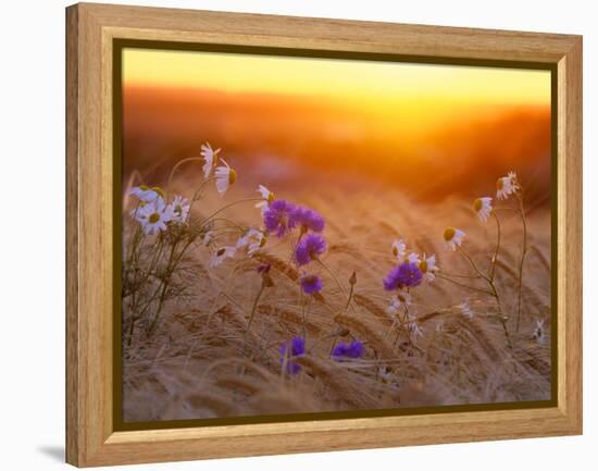Field Flowers in Corn Field Barley Field-null-Framed Premier Image Canvas
