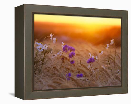 Field Flowers in Corn Field Barley Field-null-Framed Premier Image Canvas