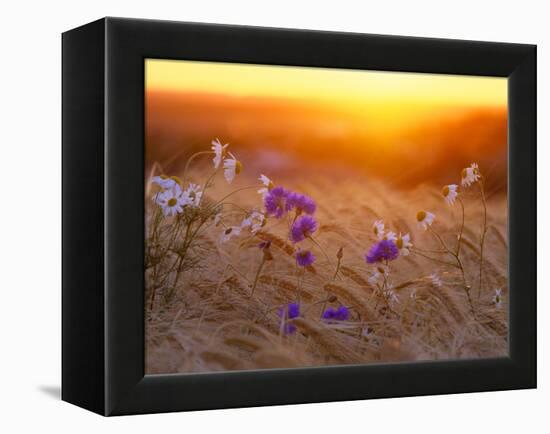 Field Flowers in Corn Field Barley Field-null-Framed Premier Image Canvas