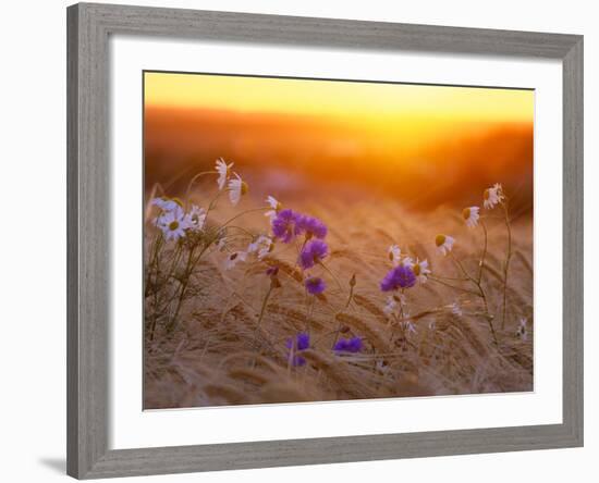 Field Flowers in Corn Field Barley Field-null-Framed Photographic Print