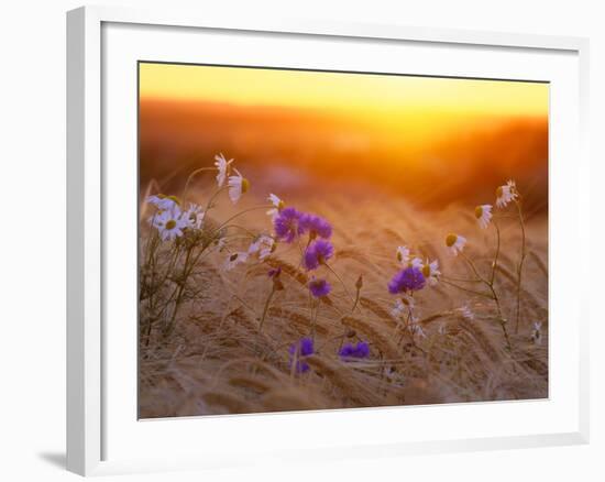 Field Flowers in Corn Field Barley Field-null-Framed Photographic Print