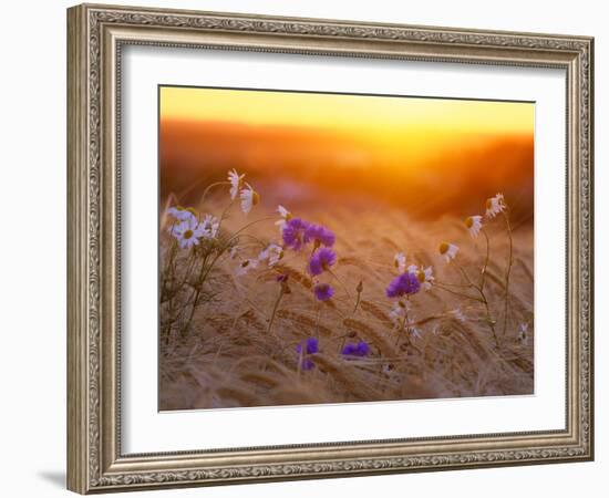 Field Flowers in Corn Field Barley Field-null-Framed Photographic Print