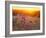 Field Flowers in Corn Field Barley Field-null-Framed Photographic Print