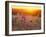 Field Flowers in Corn Field Barley Field-null-Framed Photographic Print