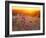 Field Flowers in Corn Field Barley Field-null-Framed Photographic Print