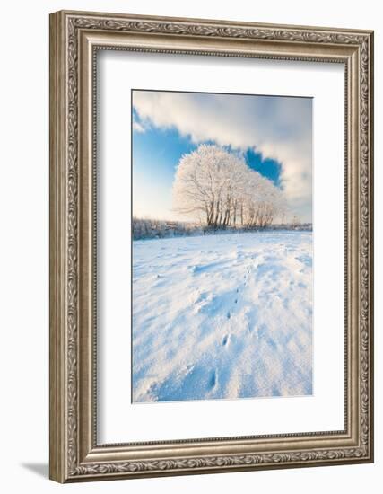 Field gateway in snow, nr Bradworthy, Devon, UK-Ross Hoddinott-Framed Photographic Print