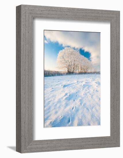 Field gateway in snow, nr Bradworthy, Devon, UK-Ross Hoddinott-Framed Photographic Print