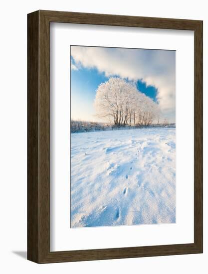 Field gateway in snow, nr Bradworthy, Devon, UK-Ross Hoddinott-Framed Photographic Print