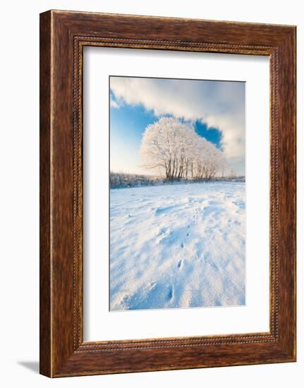 Field gateway in snow, nr Bradworthy, Devon, UK-Ross Hoddinott-Framed Photographic Print