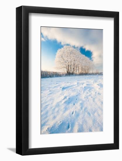 Field gateway in snow, nr Bradworthy, Devon, UK-Ross Hoddinott-Framed Photographic Print