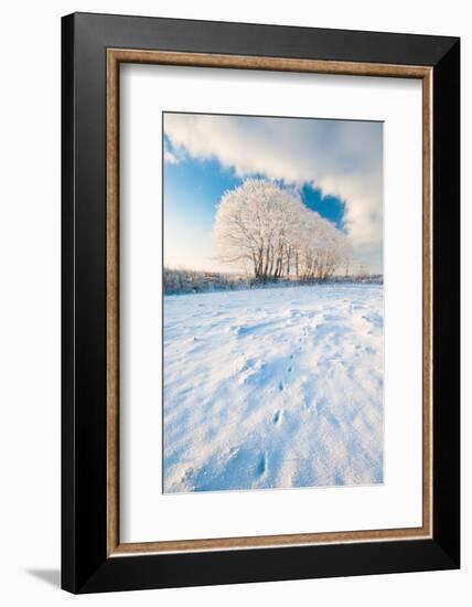 Field gateway in snow, nr Bradworthy, Devon, UK-Ross Hoddinott-Framed Photographic Print
