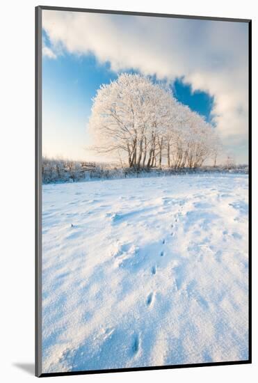 Field gateway in snow, nr Bradworthy, Devon, UK-Ross Hoddinott-Mounted Photographic Print