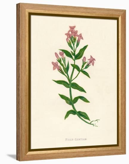 'Field Gentian', c1891, (1891)-Anne Pratt-Framed Premier Image Canvas