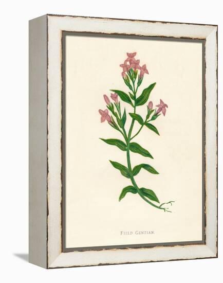 'Field Gentian', c1891, (1891)-Anne Pratt-Framed Premier Image Canvas