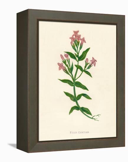 'Field Gentian', c1891, (1891)-Anne Pratt-Framed Premier Image Canvas