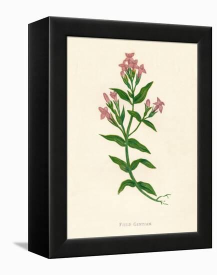 'Field Gentian', c1891, (1891)-Anne Pratt-Framed Premier Image Canvas