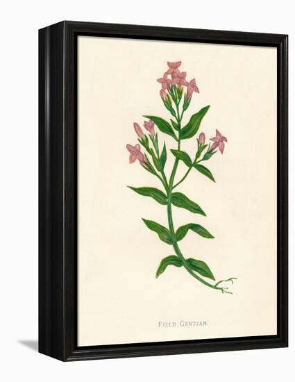 'Field Gentian', c1891, (1891)-Anne Pratt-Framed Premier Image Canvas