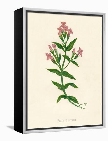 'Field Gentian', c1891, (1891)-Anne Pratt-Framed Premier Image Canvas