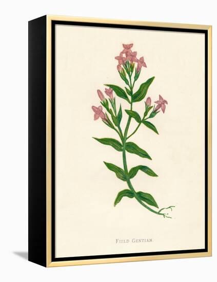 'Field Gentian', c1891, (1891)-Anne Pratt-Framed Premier Image Canvas