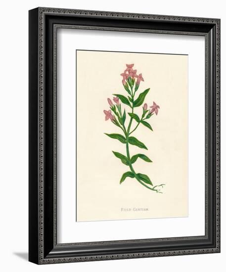 'Field Gentian', c1891, (1891)-Anne Pratt-Framed Giclee Print